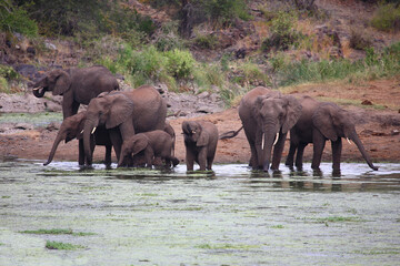 Afrikanischer Elefant im Sweni River / African elephant in Sweni River / Loxodonta africana.