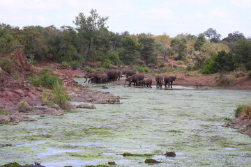 Afrikanischer Elefant und Flu&szlig;pferd im Sweni River / African elephant and Hippopotamus in Sweni River / Loxodonta africana et Hippopotamus amphibius.