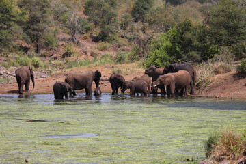 Obraz na płótnie Canvas Afrikanischer Elefant im Sweni River / African elephant in Sweni River / Loxodonta africana.
