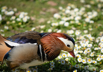 close up of a Mandarin duck (Aix galericulata) 