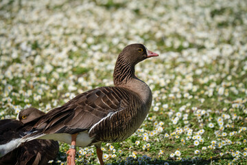 close up of a Pink footed goose (Anser brachyrhynchus