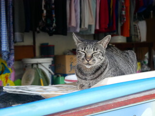 thai cat , old cat