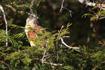 Tiputip / Burchell's coucal / Centropus superciliosus.