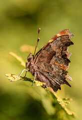 butterfly on leaf