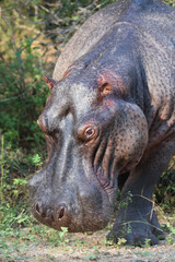 Flußpferd / Hippopotamus / Hippopotamus amphibius