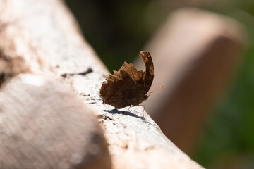 Close up brown butterfly on the tree twig