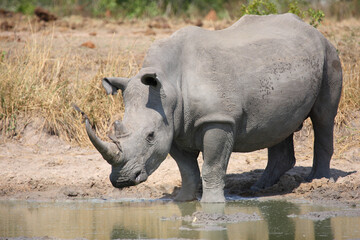 Breitmaulnashorn und Rotschnabel-Madenhacker / Square-lipped rhinoceros and Red-billed oxpecker /...