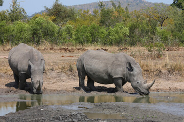 Breitmaulnashorn / Square-lipped rhinoceros / Ceratotherium simum
