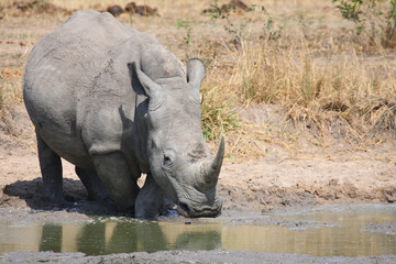 Breitmaulnashorn / Square-lipped rhinoceros / Ceratotherium simum