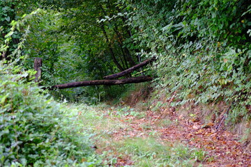 green moss on a tree