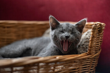 kitten yawning 