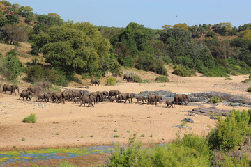 Fototapeta na wymiar Afrikanischer Elefant im Timbavati River/ African elephant in Timbavati River / Loxodonta africana.