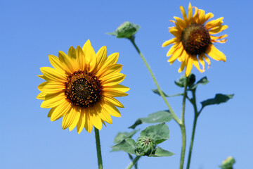 Sunflowers against blue sky. Bright yellow flowers. Beautiful, cheerful. Ray and disk.