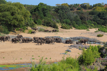 Afrikanischer Elefant im Timbavati River/ African elephant in Timbavati River / Loxodonta africana.