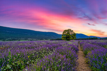Tree in lavender field at sunset in Provence. Dream nature landscape, fantastic colors over lonely tree with amazing sunset sky, colorful clouds. Tranquil nature scene, beautiful seasonal landscape