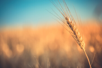 Fototapeta premium Wheat field sunset. Ears of golden wheat closeup. Rural scenery under shining sunlight. Close-up of ripe golden wheat, blurred golden Harvest time concept. Nature agriculture, sun rays bright farming 