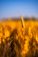 Wheat field sunset. Ears of golden wheat closeup. Rural scenery under shining sunlight. Close-up of...