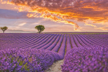 Plakat Beautiful nature landscape. Stunning scenic landscape with lavender field at sunset. Blooming violet fragrant lavender flowers with sun rays with warm sunset sky. Amazing picturesque tranquil scene