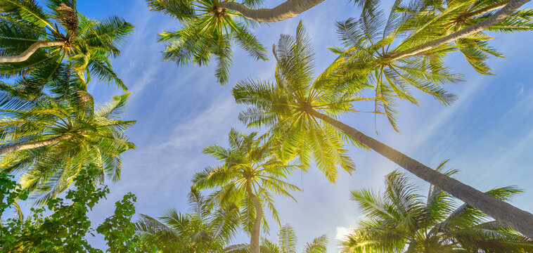 Summer beach background palm trees against sunny blue sky banner panorama. Tropical paradise travel destination. Exotic nature abstract low point of view