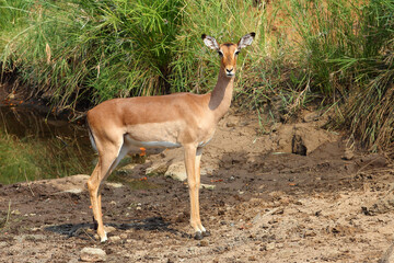 Schwarzfersenantilope / Impala / Aepyceros melampus