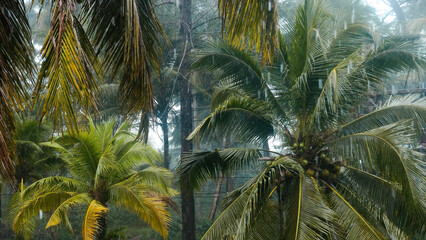 Rainy season in Asian tropical country. Heavy rain with wind in jungle. Nature background with...