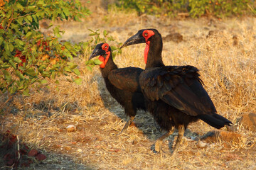 Kaffernhornrabe / Southern ground hornbill / Bucorvus leadbeateri