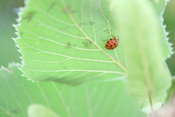 ladybug on green leaf