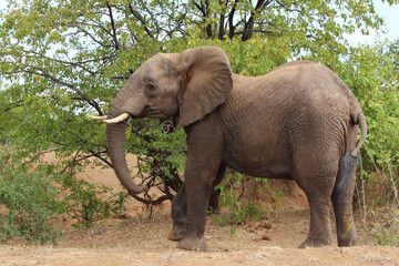 Afrikanischer Elefant / African elephant / Loxodonta africana