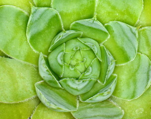 Fototapeta premium Close up view on the succulent leaves of the plant