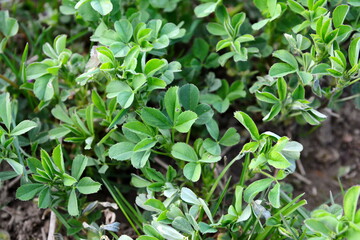Detail of a beautiful fresh and green clover field.