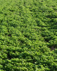 Agricultural clover field. Detail of a beautiful fresh and green clover field.