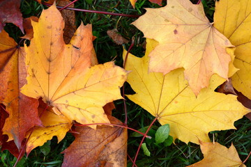 Yellow and Orange Autumn Leaves Background