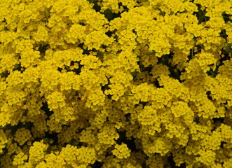 Lobularia maritima Alyssum maritimum, sweet alyssum or sweet alison, alyssum genus Alyssum is a species of low-growing flowering plant in the family Brassicaceae.