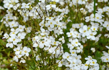 Petite snow white flowers of Lobularia maritima Alyssum maritimum, sweet alyssum or sweet alison, alyssum genus Alyssum is a species of low-growing flowering plant in the family Brassicaceae.