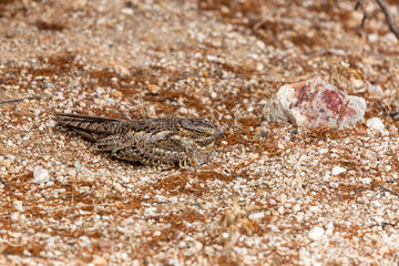 A lesser nighthawk, Chordeiles acutipennis sitting on her egg on a ground nest in the Sonoran Desert. Palo verde trees, prickly pear and rocks, along with stunning camouflage protect the bird nest.