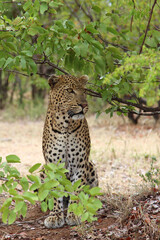 Leopard / Leopard / Panthera pardus.