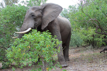 Afrikanischer Elefant / African elephant / Loxodonta africana