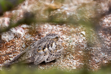 A lesser nighthawk, Chordeiles acutipennis sitting on her egg on a ground nest in the Sonoran Desert. Palo verde trees, prickly pear and rocks, along with stunning camouflage protect the bird nest.