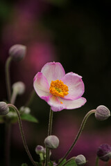 Delicate pink and white anemone blossoms in the garden 
