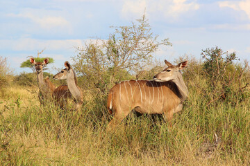 Großer Kudu / Greater kudu / Tragelaphus strepsiceros..........Großer Kudu / Greater kudu / Tragelaphus strepsiceros.