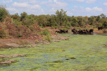 Afrikanischer Elefant und Flußpferd im Sweni River / African elephant and Hippopotamus in Sweni...