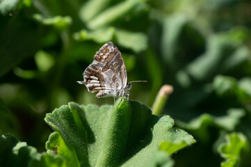 Cacyreus marshalli - Geranium bronze - Brun des pélargoniums