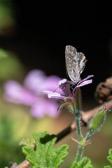 Cacyreus marshalli - Geranium bronze - Brun des pélargoniums