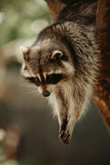 raccoon on a tree