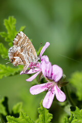 Cacyreus marshalli - Geranium bronze - Brun des pélargoniums