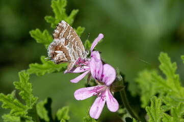 Cacyreus marshalli - Geranium bronze - Brun des pélargoniums