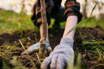 photograph of female hands in gloves planting a plant in a vegetable garden