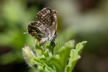 Cacyreus marshalli - Geranium bronze - Brun des pélargoniums