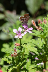 Cacyreus marshalli - Geranium bronze - Brun des pélargoniums
