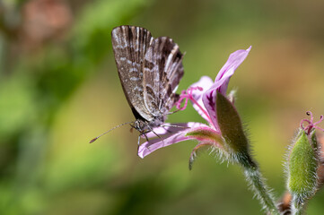 Cacyreus marshalli - Geranium bronze - Brun des pélargoniums
